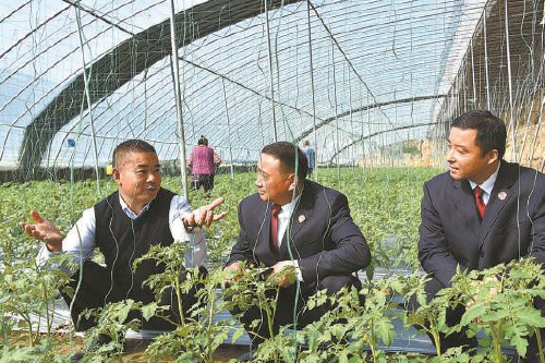 全國人大代表陳保超：“番茄書記”的致富路