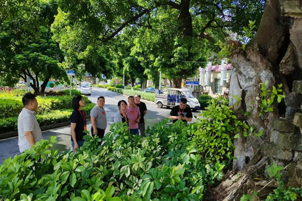 東莞：保護“綠色不動產(chǎn)” 人大代表聚焦古樹名木保護