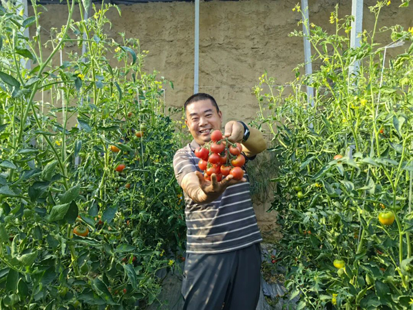 陳保超:讓鄉(xiāng)親們過上像番茄一樣紅火的日子